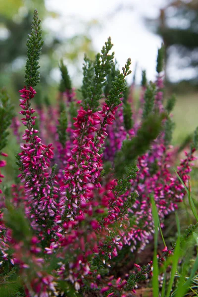 Common Heather Blooming Garden — Stock Photo, Image