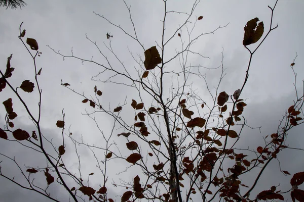 秋の嵐の空の上に赤いブナの木の葉 — ストック写真
