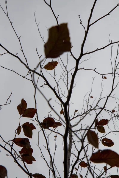 Sonbaharda Fırtınalı Bir Gökyüzüne Bakan Kırmızı Kayın Ağacı Yaprakları — Stok fotoğraf