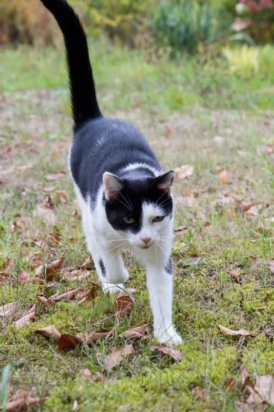 Gato Preto Branco Caminhando Por Jardim — Fotografia de Stock