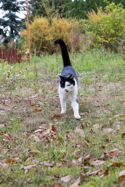 黑白相间的猫走过花园 — 图库照片