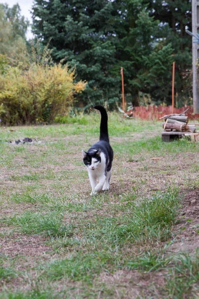 Black White Cat Walking Garden — Stock Photo, Image