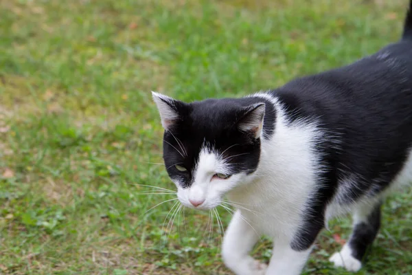 黑白相间的猫走过花园 — 图库照片