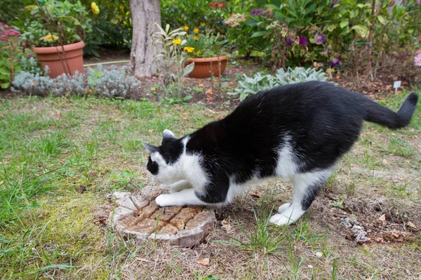 庭で古い木の切り株を引っ掻いている黒と白の猫 — ストック写真