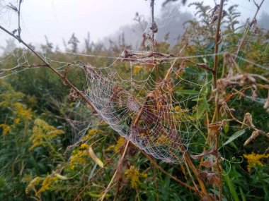 Sonbahar otlağında çiğ taneleriyle kaplı örümcek ağı.