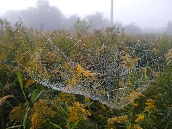 Spiderweb Acoperit Rouă Pajiște Toamnă — Fotografie, imagine de stoc