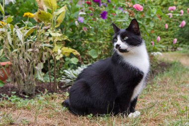 Bahçedeki siyah beyaz kedi 