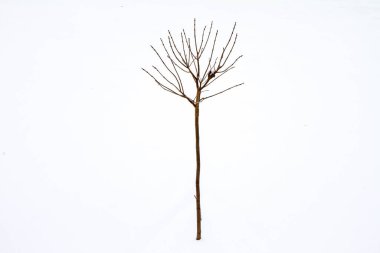 Kış manzarası - karla kaplı bir bölgede tek bir ağaç