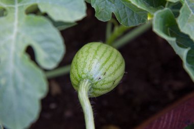 Bahçede yetişen karpuz