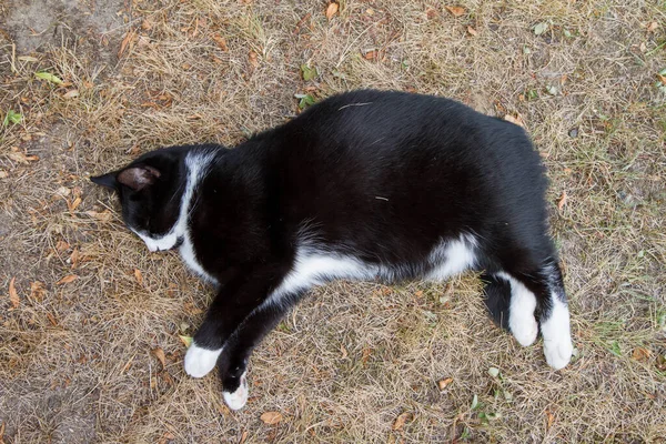 Black and white cat lying flat on the ground
