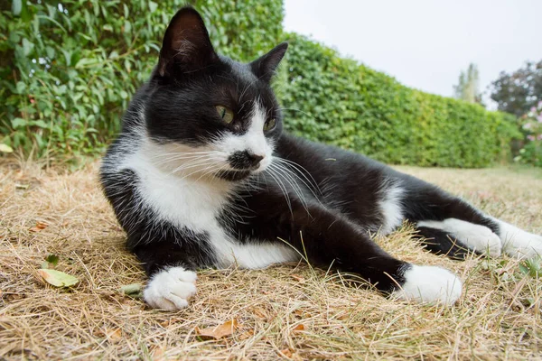 정원에서 고양이 — 스톡 사진