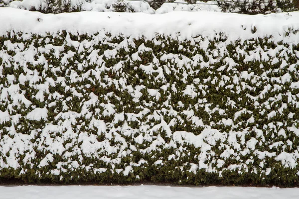 Snow covered lawn and hedge in a backyard. Winter background.