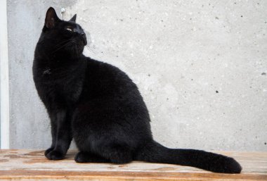 Kara kedi, açık havada, verandadaki bankta.