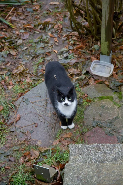 黑白相间的猫抬头一看 站在花园石阶的底部 — 图库照片