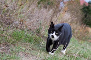 Tarlada yürüyen siyah beyaz kedi