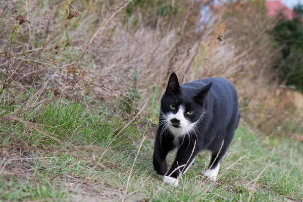 Tarlada yürüyen siyah beyaz kedi