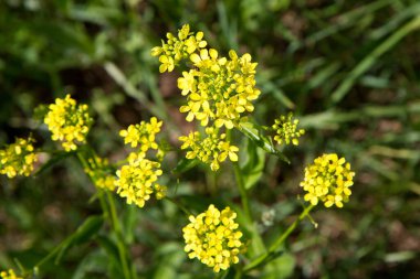 Rapeseed plant blooming in a close up