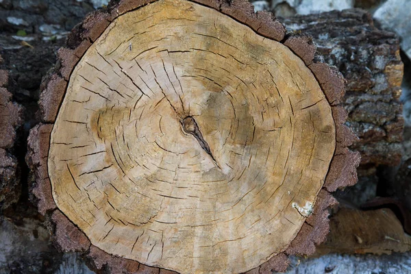 Slice of wood in front of a pile of firewood in a yard