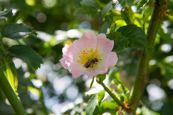 Bee Dog Rose Rosa Canina Blooming Flower — Stock Photo, Image