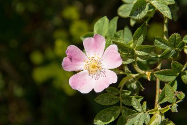 The dog rose (Rosa canina) blooming flower