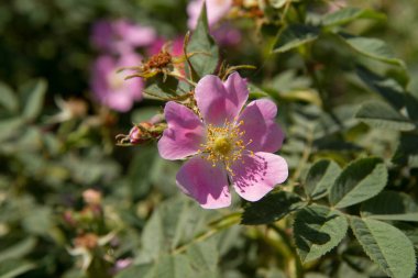 The dog rose (Rosa canina) blooming flower