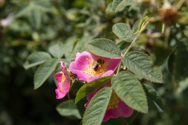Çiçek açan köpeğin üzerindeki arı (Rosa canina)