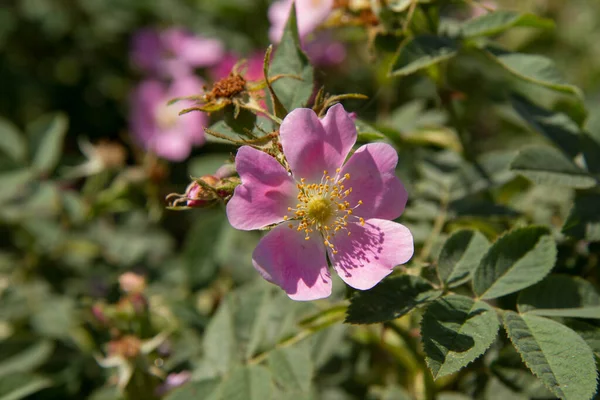 Dog Rose Rosa Canina Blooming Flower — Stok Foto