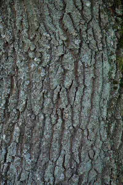 Träd Bark Nära Håll — Stockfoto