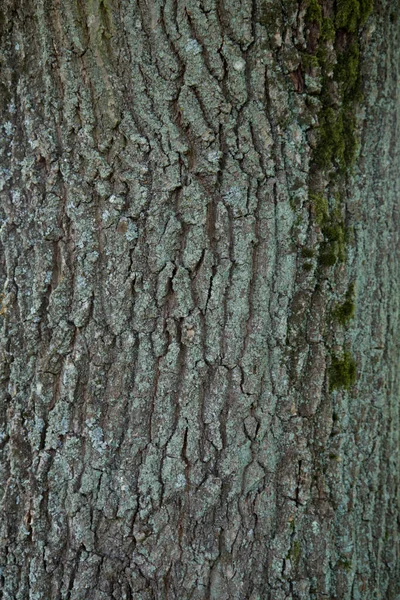 Kůra Dubového Stromu Zblízka — Stock fotografie
