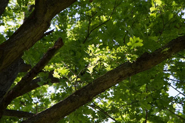 Stock image Oak tree branches covered with leaves seen upwards