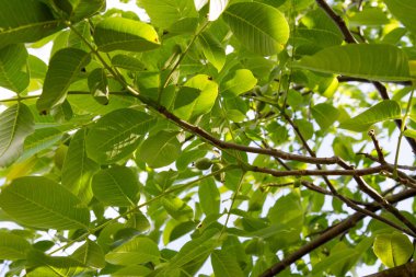 Sıradan ceviz meyvesi, yeşil, henüz olgunlaşmamış, ağaçta güneş parlıyor.