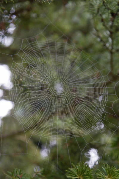 Spindelväv Täckt Med Dagg Trädgård Tidigt Våren — Stockfoto
