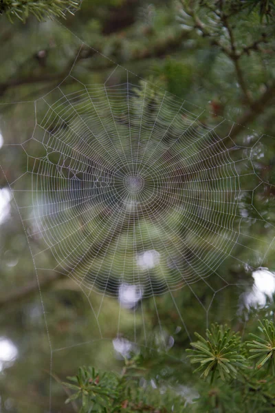 Spinnenweb Bedekt Met Dauw Een Tuin Het Vroege Voorjaar — Stockfoto
