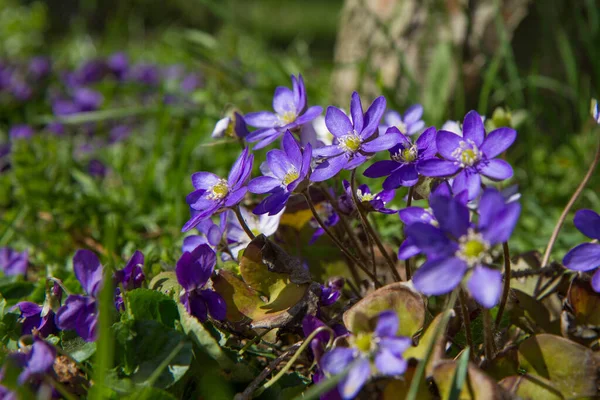 Liverleaf Hepatica Planta Florescendo Início Primavera — Fotografia de Stock