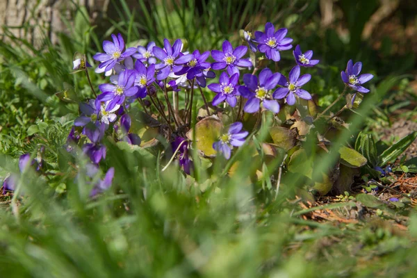 Bahar Başlarında Çiçek Açan Karaciğer Yaprağı Hepatica Bitkisi — Stok fotoğraf