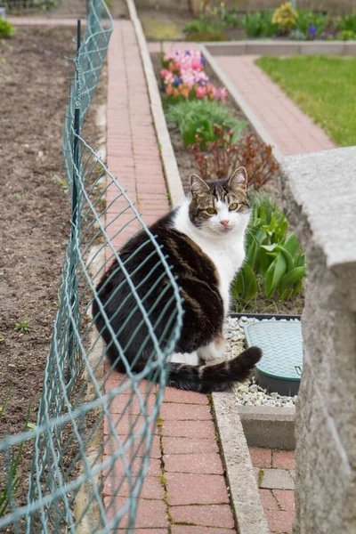Kočka Calica Sedící Zahradě — Stock fotografie