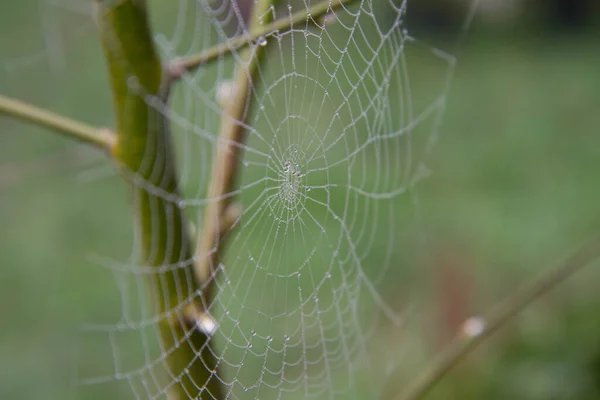 Spinnennetz Mit Tau Bedeckt Vorfrühling Garten — Stockfoto