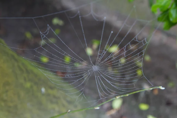 早春的时候 蜘蛛网在花园里撒满了露水 — 图库照片
