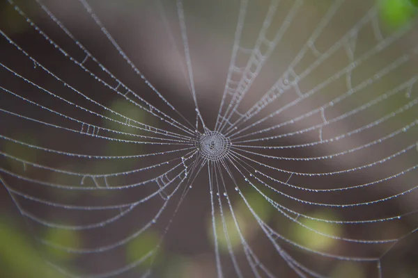 정원에서 이슬로 거미줄 — 스톡 사진