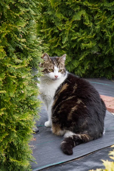 Kočka Calica Sedící Zahradě — Stock fotografie