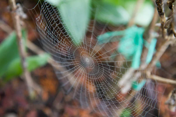 Spiderweb Acoperit Rouă Într Grădină Începutul Primăverii — Fotografie, imagine de stoc