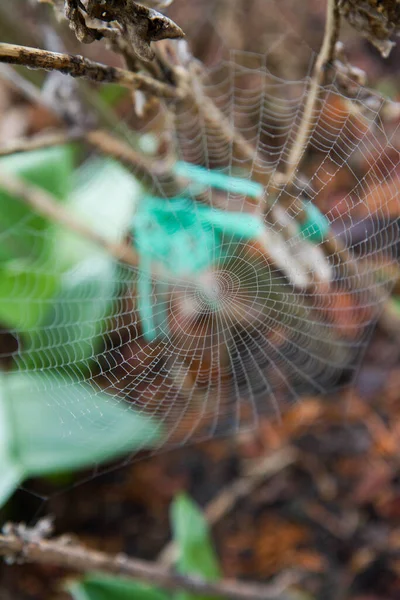 Spindelväv Täckt Med Dagg Trädgård Tidigt Våren — Stockfoto