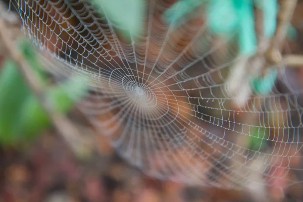 Spinnennetz Mit Tau Bedeckt Vorfrühling Garten — Stockfoto