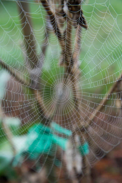 Spiderweb Coperto Rugiada Giardino All Inizio Della Primavera — Foto Stock