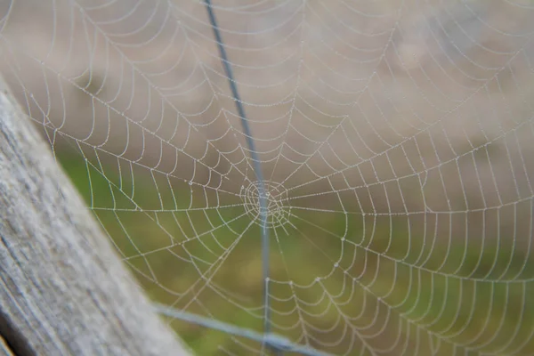 Spinnenweb Bedekt Met Dauw Een Tuin Het Vroege Voorjaar — Stockfoto