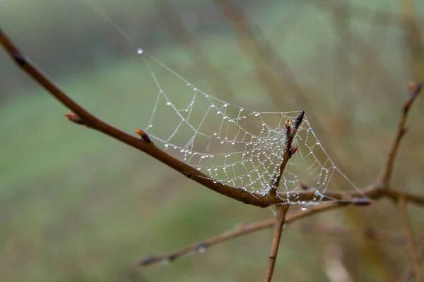 Spiderweb Covered Dew Garden Early Spring — Stock Photo, Image