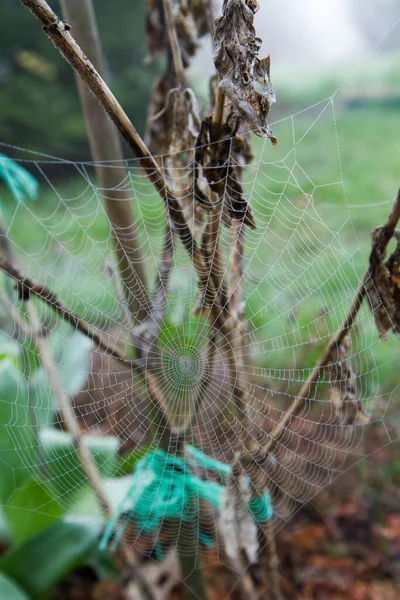 Spiderweb Covered Dew Garden Early Spring — Stock Photo, Image