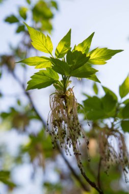 İlkbaharın başlarında kül yapraklı akçaağaç (Acer negundo) çiçekleri