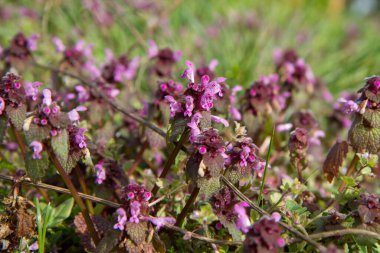 Kızıl ölü ısırgan otu (Lamium purpureum) çiçek açıyor