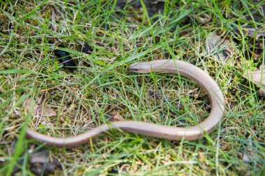 Otların arasındaki yavaş solucan (Anguis fragilis)